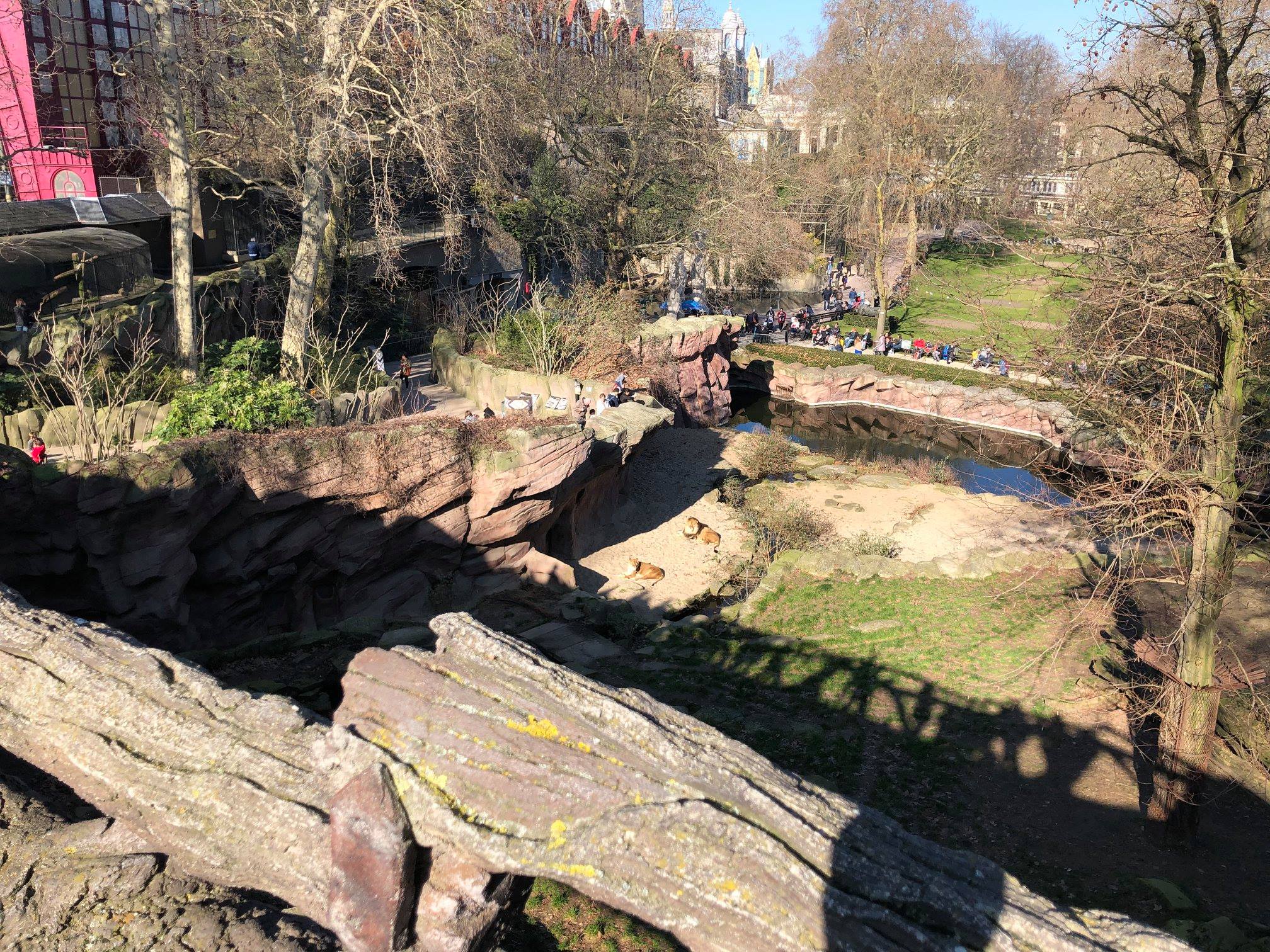 Sint-Martinus den XIIde - Zoo Antwerpen Kapoenen